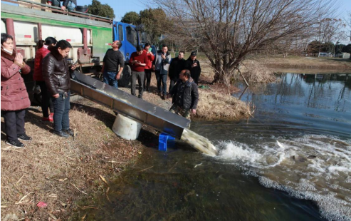 贡湖湾湿地水生态保护投放白鲢公益活动